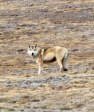 CANID - TIBETAN WOLF - KEKEXILI NATIONAL RESERVE - QINGHAI PROVINCE - WEST OF QUMALAI (9).JPG
