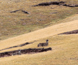 CERVID - DEER - WHITE-LIPPED DEER - KEKEXILI NATIONAL RESERVE - QINGHAI PROVINCE - WEST OF QUMALAI (22).JPG