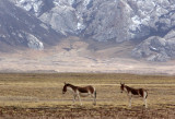 EQUID - KIANG - DONG GEI CUO NA LAKE QINGHAI CHINA (19).JPG