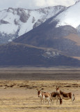 EQUID - KIANG - DONG GEI CUO NA LAKE QINGHAI CHINA (26).JPG