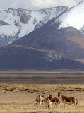 EQUID - KIANG - DONG GEI CUO NA LAKE QINGHAI CHINA (29).JPG