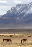 EQUID - KIANG - DONG GEI CUO NA LAKE QINGHAI CHINA (38).JPG