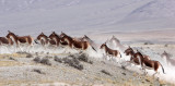 EQUID - KIANG - YENIUGOU WILD YAK VALLEY - QINGHAI CHINA (15).JPG