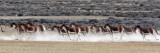 EQUID - KIANG - YENIUGOU WILD YAK VALLEY - QINGHAI CHINA (5).JPG