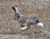 LAGOMORPH - HARE - WOOLLY HARE - KEKEXILI NATIONAL RESERVE - QINGHAI PROVINCE - EASTERN SECTOR (1).JPG
