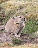 LAGOMORPH - PIKA - DAURIAN PIKA - OCHOTONA DAUURICA - 100 KM WEST OF XINING, QINGHAI CHINA (30).JPG