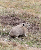 LAGOMORPH - PIKA - DAURIAN PIKA - OCHOTONA DAUURICA - 100 KM WEST OF XINING, QINGHAI CHINA (41).JPG