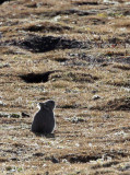 LAGOMORPH - PIKA - PLATEAU PIKA - KEKEXILI NATIONAL RESERVE - QINGHAI PROVINCE - EASTERN SECTOR (19).JPG