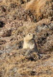LAGOMORPH - PIKA - PLATEAU PIKA - KEKEXILI NATIONAL RESERVE - QINGHAI PROVINCE - EASTERN SECTOR (23).JPG