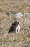 LAGOMORPH - PIKA - PLATEAU PIKA - OCHOTONA CURZONIAE - QINGHAI LAKE CHINA (28).JPG