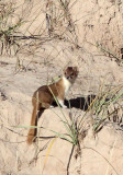 MUSTELID -Mountain Weasel (Mustela altaica) - XINGHAI CANYON AREA QINGHAI CHINA (25).JPG