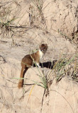 MUSTELID -Mountain Weasel (Mustela altaica) - XINGHAI CANYON AREA QINGHAI CHINA (26).JPG