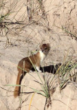 MUSTELID -Mountain Weasel (Mustela altaica) - XINGHAI CANYON AREA QINGHAI CHINA (29).JPG