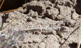 REPTILE - LIZARD - TOAD-HEADED LIZARD - Phrynocephalus vlangalii - KU HAI LAKE QINGHAI CHINA (9).JPG