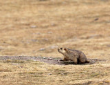 RODENT - MARMOT - HIMALAYAN MARMOT - KEKEXILI NATIONAL RESERVE - QINGHAI PROVINCE - WEST OF QUMALAI (19).JPG