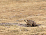 RODENT - MARMOT - HIMALAYAN MARMOT -  KEKEXILI NATIONAL RESERVE - QINGHAI PROVINCE - WEST OF QUMALAI (19).JPG