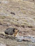 RODENT - MARMOT - HIMALAYAN MARMOT - JIANG LU LING PASS - QINGHAI CHINA (18).JPG