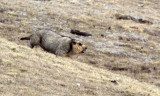 RODENT - MARMOT - HIMALAYAN MARMOT - JIANG LU LING PASS - QINGHAI CHINA (9).JPG