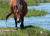  Assateaque Island Md-3227720520020May 15, 2010-686.jpg