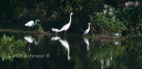 Egrets _4564-667.jpg