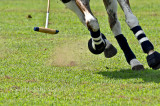 DSC_4938-675.jpg-Polo