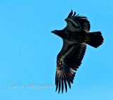 young eagle