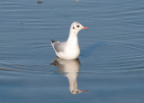 Kokmeeuw / Black-headed Gull / Chroicocephalus ridibundus