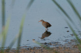 Waterral / Water rail / Rallus aquaticus