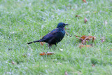 Common Grackle / Glanstroepiaal / Quiscalus quiscula