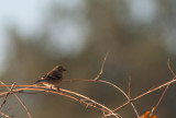 American Goldfinch / Treursijs / Spinus tristis