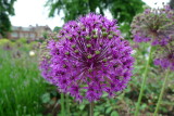 Flower.