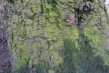 Moss on the tree. Kennington Park.