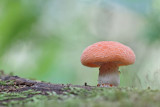 Rhodotus palmatus - zalmzwam