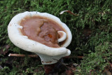 Ganoderma resinaceum - Harslakzwam