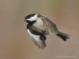 Chickadee in flight