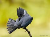 Belted Kingfisher preening