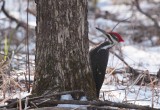 Pileated Woodpecker.jpg