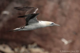 N Gannet 2nd yr juvenile.jpg