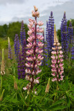 Lupines_.jpg