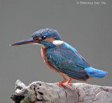 Common Kingfisher.jpg