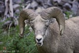Rocky Mt Bighorn Sheep.jpg