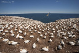 Gannet Colony.jpg