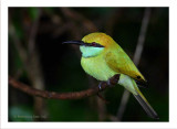 Little Green Bee-eater370mm f5.6.jpg