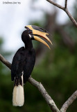 Malibar Pied Hornbill-700mm_f6.7.jpg