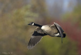 500mm f4.5 - Canada goose.jpg