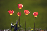 April tulips frontyard.jpg