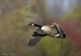 October Canada Goose - Cornwall Ontario.jpg