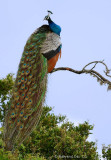 Indian Peafowl strutting.jpg