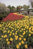 Tulips-Major-Hill-Park.jpg
