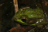 IMG_4291.JPG